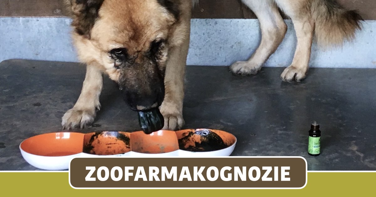 Zoofarmakognozie