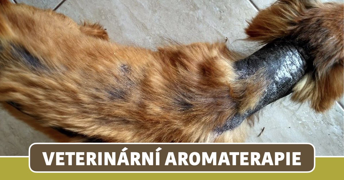 Veterinární aromaterapie